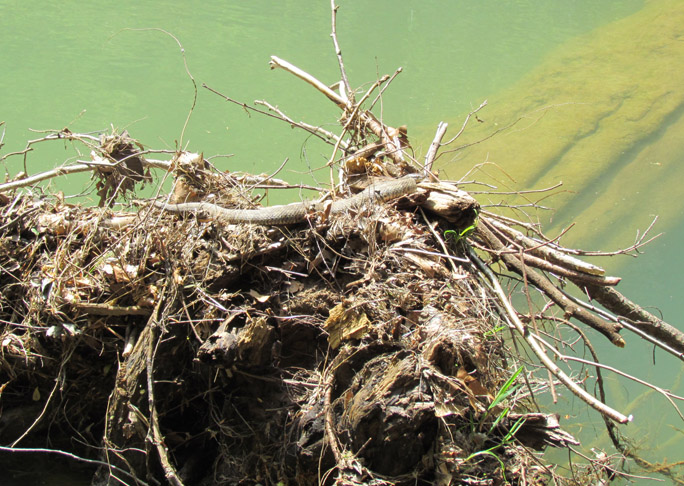 Northern Water Snake